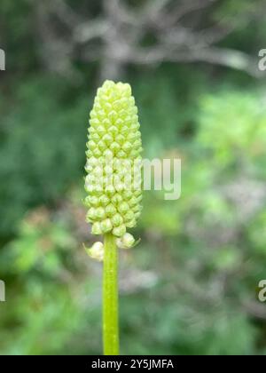 burnet canadien (Sanguisorba canadensis) Plantae Banque D'Images