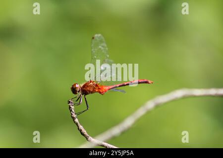 Ruby Meadowhawk (Sympetrum rubicundulum) Insecta Banque D'Images