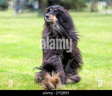 Chien afghan Hound se déplaçant vers la caméra Banque D'Images