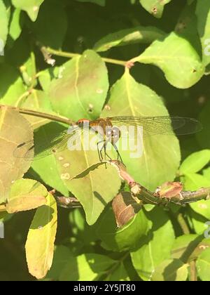 Ruby Meadowhawk (Sympetrum rubicundulum) Insecta Banque D'Images