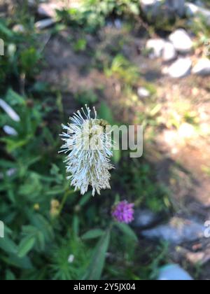 burnet canadien (Sanguisorba canadensis) Plantae Banque D'Images