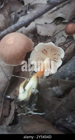 Champignons Gymnopus (Gymnopus dryophilus) amoureux du chêne Banque D'Images