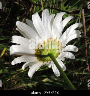 Marguerite Oxeye (Leucanthemum ircutianum) Plantae Banque D'Images