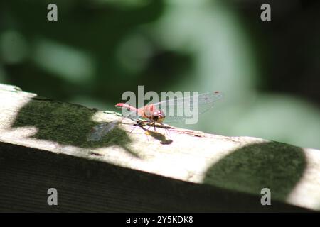 Ruby Meadowhawk (Sympetrum rubicundulum) Insecta Banque D'Images