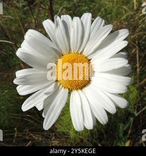 Marguerite Oxeye (Leucanthemum ircutianum) Plantae Banque D'Images