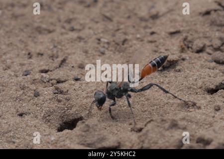 (Prionyx kirbii) Insecta Banque D'Images