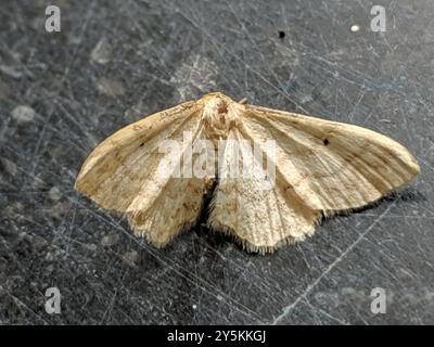 Vague de crème naine (Idaea fuscovenosa) Insecta Banque D'Images