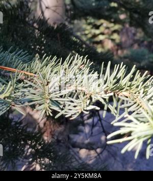 Sapin rouge (Abies magnifica) Plantae Banque D'Images