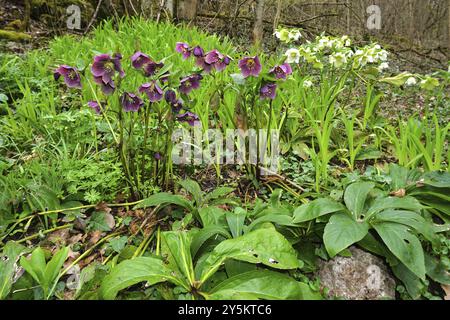 Christrosen, helleborus atrorubens, hellebore violet foncé, hellebore rouge Banque D'Images