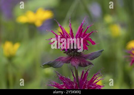 Baume doré (Monarda didyma), également connu sous le nom d'ortie indienne ou de scarlatine monard, Rhénanie du Nord-Westphalie, Allemagne, Europe Banque D'Images