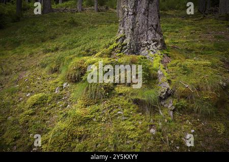 Tronc d'arbre, racines, couvert de mousse, Taser Hoehenweg, forêt, Schenna, Scena, Tyrol du Sud, Province autonome de Bolzano, Italie, Europe Banque D'Images