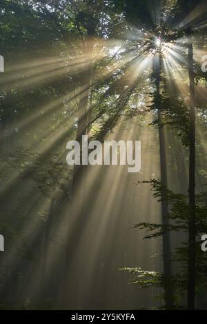 Rayons de soleil brillant à travers la forêt dense et créant une atmosphère paisible et mystique, été, Spessart, Bavière, Allemagne, Europe Banque D'Images