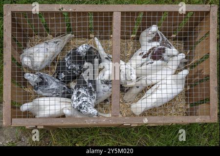 Pigeons porteurs prêts à voler dans une cage, Bavière, Allemagne, Europe Banque D'Images