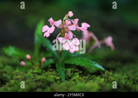 Orchidée sauvage Habenaria janellehayneana dans un environnement tropical humide, nord de la Thaïlande Banque D'Images