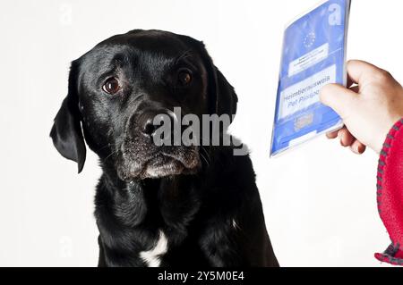 Chien noir sur fond blanc avec une main tenant une carte de vaccination Banque D'Images