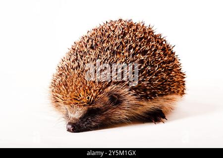 Hedgehog sur fond blanc Banque D'Images