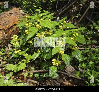 Goldnessel, Lamium galeobdolon, dorée Banque D'Images