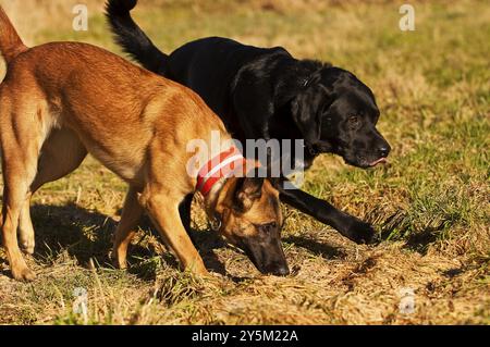 Malinois et Labrador se mélangent, jouant au soleil Banque D'Images