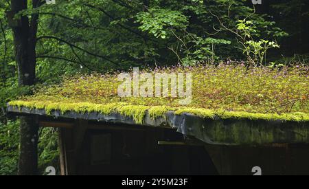 Natuerliche Dachbegruenung auf einer Holzhuette am Waldrand, toit vert naturel sur une cabane en bois à la lisière de la forêt Banque D'Images