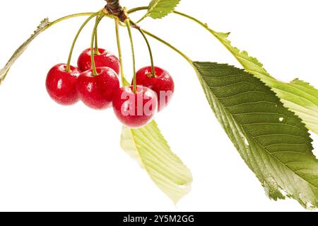 Cerises fraîches sur fond blanc Banque D'Images