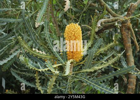 Banksia ashbyi, banksia, banksia, plante argentée, banksia dorée Banque D'Images