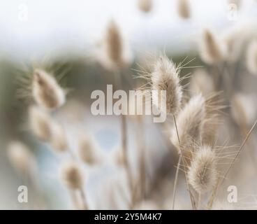 Herbe de velours Banque D'Images