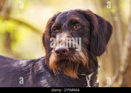 Allemand Wirehair en portrait devant des arbres et des buissons Banque D'Images