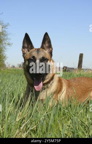 Malinois dans un pré Banque D'Images