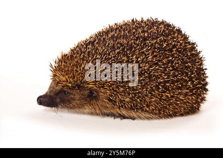 Hedgehog sur fond blanc Banque D'Images