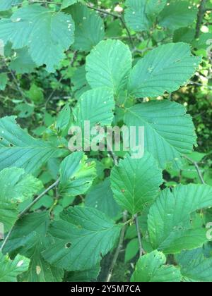 Aulne de montagne (Alnus alnobetula crispa) Plantae Banque D'Images