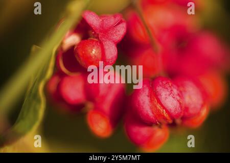 Pivoine, fruits sur le buisson Banque D'Images