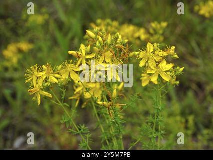 Millepertuis commun, Hypericum perforatum, ambre, millepertuis, herbe de Tipton, Chase-Devil, Klamath Weed Banque D'Images