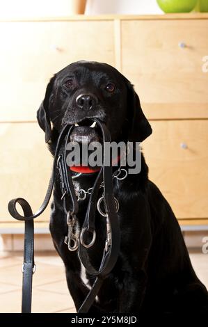 Chien noir tient une laisse en cuir noir Banque D'Images