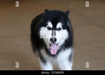 Chien Malamute d'Alaska Banque D'Images
