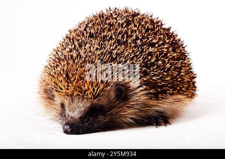 Hedgehog sur fond blanc Banque D'Images