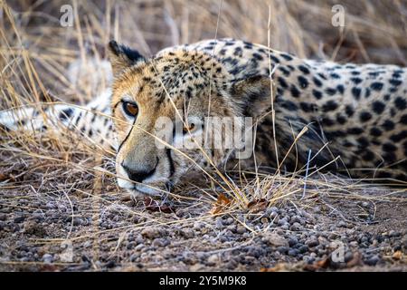 Un majestueux guépard couché dans l'herbe sèche, affichant son beau pelage tacheté et son regard intense, incarnant la grâce et la puissance des animaux sauvages dedans Banque D'Images