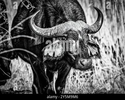 Cette image en noir et blanc capture une vue rapprochée d'un buffle debout au milieu de hautes herbes, mettant en valeur ses puissantes cornes et sa fourrure texturée, accentuzi Banque D'Images