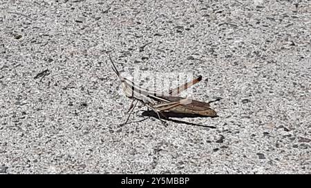 Mermiria (Mermiria bivittata) Insecta à deux rayures Banque D'Images