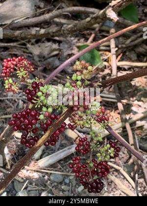 Spikenard américain (Aralia racemosa) Plantae Banque D'Images