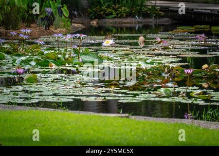 Cette image capture un étang de jardin tranquille orné de nénuphars en fleurs, offrant une vue paisible et pittoresque sur la beauté de la nature et tranqui Banque D'Images