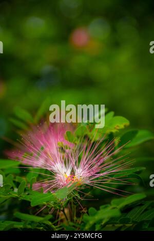 Une photographie rapprochée d'une fleur rose tendre avec des pétales délicats et piquants entourés d'un feuillage vert luxuriant, capturant l'essence de sa beauté naturelle. Banque D'Images