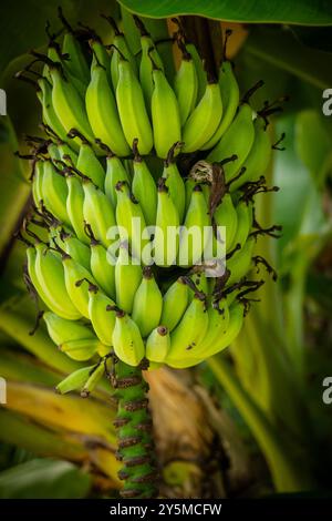 Un bouquet de bananes vertes poussant sur un bananier, soulignant la nature tropicale et la fraîcheur du fruit, et l'environnement luxuriant dans lequel il est Banque D'Images