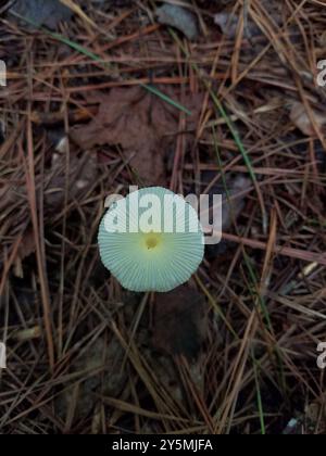 Fragiles champignons Dapperling (Leucocoprinus fragilissimus) Banque D'Images