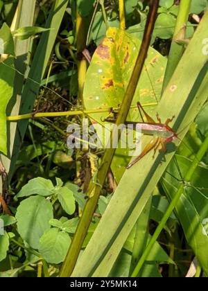 Handsome Meadow Katydid (Orchelimum pulchellum) Insecta Banque D'Images