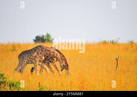 Girafes de Rothschild dans le parc national de Murchison Falls Ouganda Banque D'Images