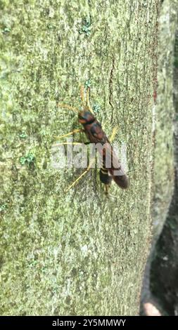 Pigeon Horntail (Tremex columba) Insecta Banque D'Images