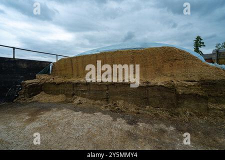 Face de la pince d'ensilage, montrant différentes couches de récolte. Rietberg, Rhénanie du Nord-Westphalie, Allemagne Banque D'Images