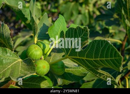 figuier avec deux figues vertes dans le jardin Banque D'Images