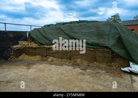 Face de la pince d'ensilage, montrant différentes couches de récolte. Rietberg, Rhénanie du Nord-Westphalie, Allemagne Banque D'Images