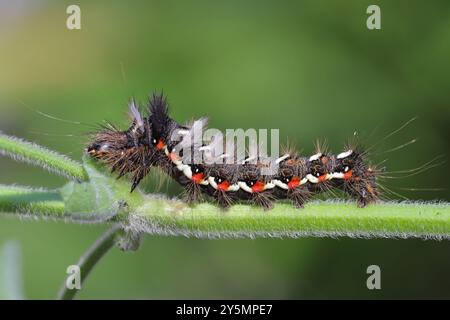 chenille à nouer, Acronicta rumicis, insectes mangeant des feuilles de menthe, herbes dans le jardin. Ravageur des plantes cultivées. Banque D'Images
